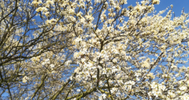 Wildkirsche