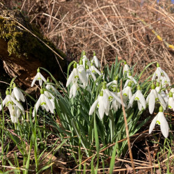schneegloeckchen